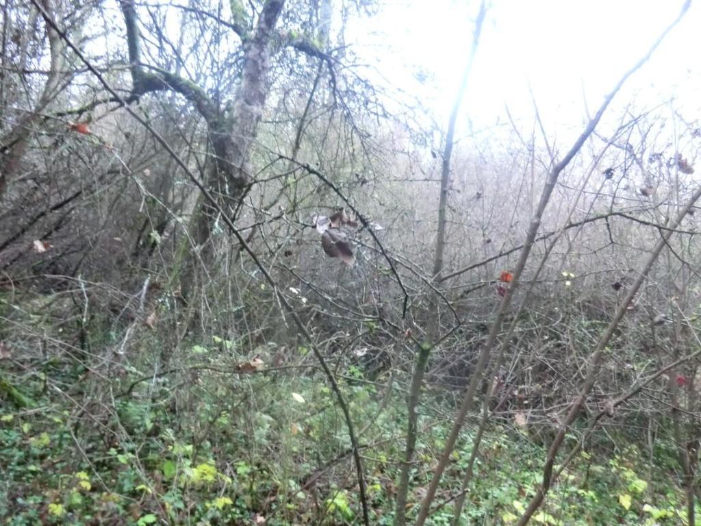 Abbildung 8 Spalten und Totholz an einem alten Obstbaum