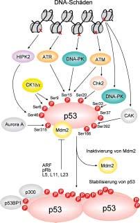 starken Akkumulation von p53, die in ruhenden Zellen nicht beobachtet wird.