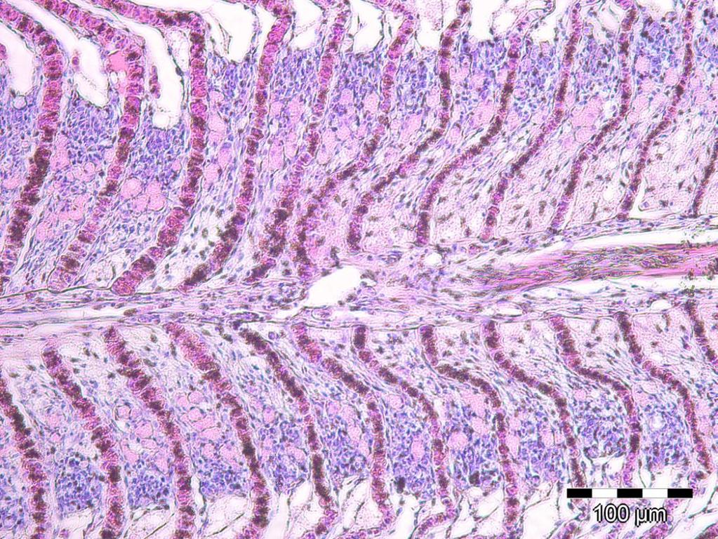 Ergebnisse: morphologische Veränderung der Kiemen Hyperplasie interlamellar