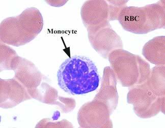 14, USP<85>) The Monocyte
