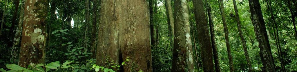 MTCS-Standards Die malaysische Waldbewirtschaftung Verabschiedung von