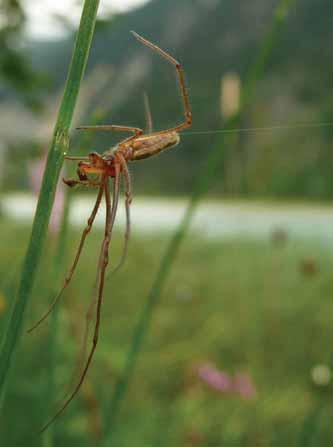 Nationalpark Hohe Tauern Tag der Artenvielfalt 2008 Spinnentiere (Arachnida) Zusammenfassung von: Gernot J.