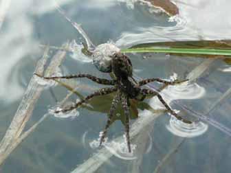 Bergthaler, mit Unterstützung der NP- VolontärInnen Vor dem TAV 2008 waren für das Wildgerlostal keine Fundmeldungen von Spinnen oder Weberknechten in der Biodiversitätsdatenbank erfasst.