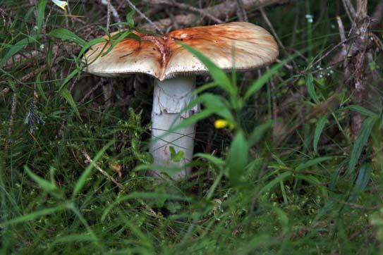 Fungi, Basidiomycota,