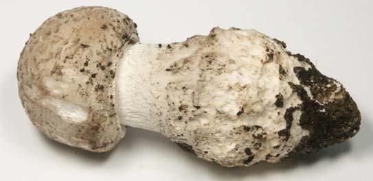 Fungi, Basidiomycota, Agaricomycotina,