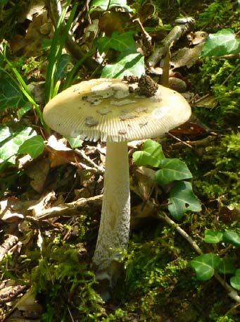 Fungi, Basidiomycota, Agaricomycotina,