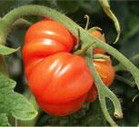 TOM 017 Gezahnte Bührer-Keel Fleischige Tomate, wenig Saft, vielkammerig, wenig Samen, rot mit lila Einschlag.