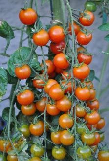 Laut Gerhard Bohl könnte sie identisch sein mit der Sorte Triple Crop. TOM 051 Berner Rosen Herzförmig Lichtenstein Fleischtomate.