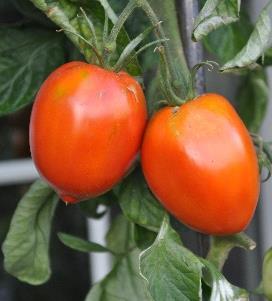 TOM 054 Jaune de Chardonne Die Tomaten sind zitronengelb, wiegen je etwa 60 g, sind süss und saftig und in der Form
