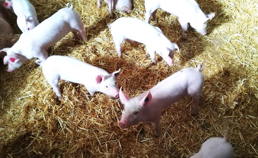 Handbuch Schweine Selbstevaluierung Tierschutz