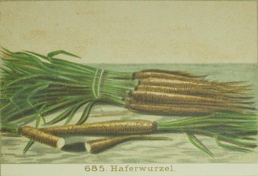 Pflanzenzüchtung ausgerichtet an Anforderungen der Agrarindustrie Haferwurzel, Benary 1896 seit 1980er Jahren Zunahme Sortenzahl bei Gemüse durch