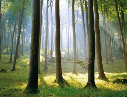 Natürlich heizen gut für die Umwelt Holz ist der älteste, natürliche Brennstoff der Welt. Wer mit Holz heizt, heizt mit Verantwortung. Denn es verbrennt gleichmäßig, vollständig und CO 2-neutral.