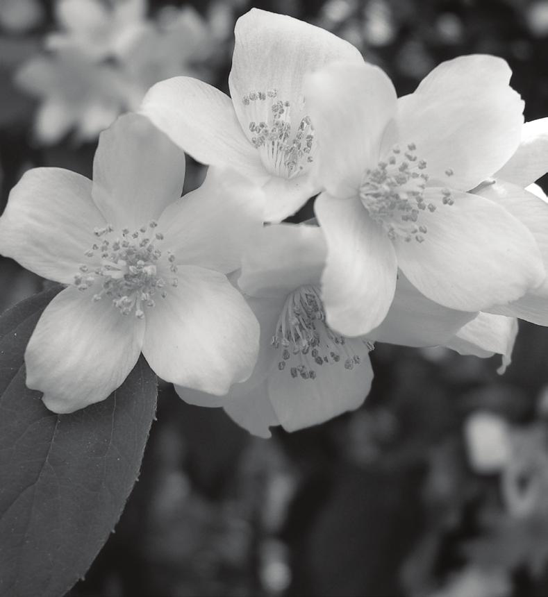 N 10 N 11 JASMIN Der Jasmin ist die Nationalblume Pakistans und fällt durch seine leuchtend weißen Blüten auf. In N5 harmoniert der unverwechselbare Geruch perfekt mit den anderen Herznoten.