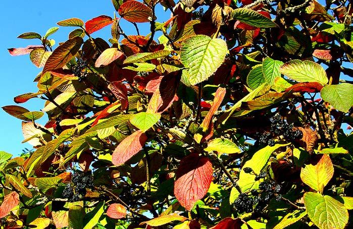 Zu diesem Zeitpunkt, im Herbst und Winter, zeigen die Blätter eine schöne Rotfärbung, die Früchte sind
