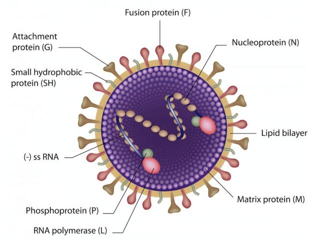 1 Einleitung 1.1 Das RS-Virus Das Respiratory Syncytial Virus (RSV) gehört zum Genus Pneumovirus der Virusfamilie Paramyxoviridae.