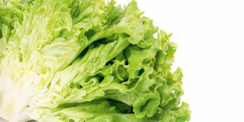 Batavia-Salat Ardillion RZ Champollion RZ Batavia-Salate überzeugen die Konsumenten durch ihren exzellenten Geschmack und die Anbauer Schöne Unterseite Ardillion RZ /Fol:1 Erntesicherheit