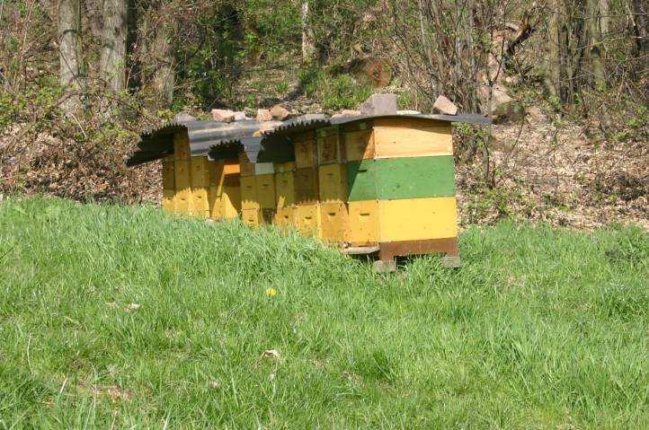 Bienen in Weinbergsnähe Bei