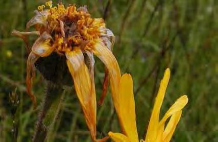 Besonderheiten der Pflanzen - und Tierwelt Vorkommen der vom Aussterben bedrohten Arten Langblatt-Sonnentau (Drosera anglica) und Bienen-Ragwurz (Ophrys apifera), der stark gefährdeten Arten