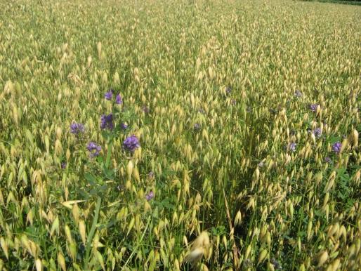 Versuchsergebnisse aus Bayern Ökologischer Landbau Sortenversuche zu