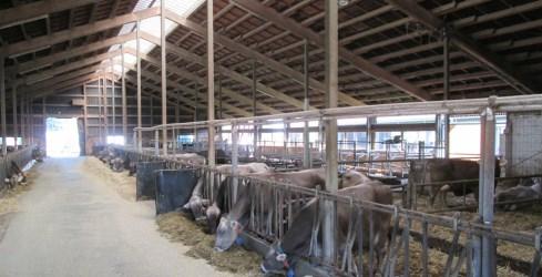 Insgesamt werden im Neubau 133 Liegeplätze ausschließlich für laktierende Kühe an zwei AMS geschaffen, wobei die Trennung der Herde nicht anhand der