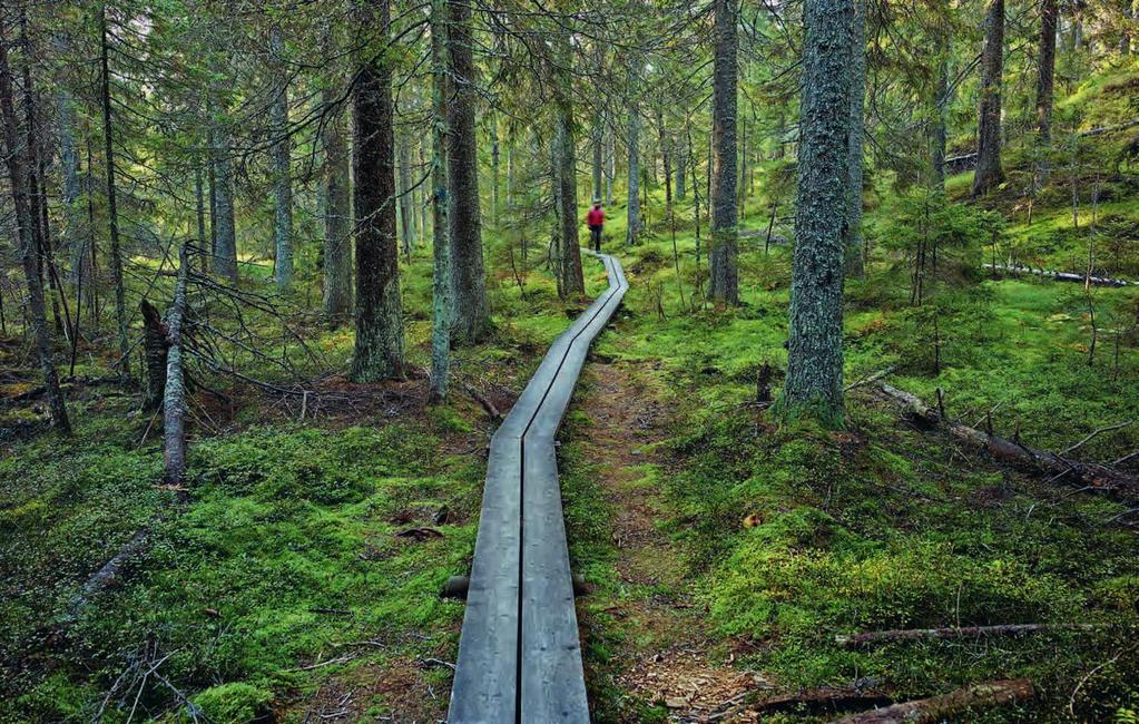 Wanderpfad im Nationalpark Skuleskogen, Ångermanland, Schweden Max Galli 1 2 3 4 5 6 7 8 9 10 11 12 13 14 15 16 17 18 19 20 21 22