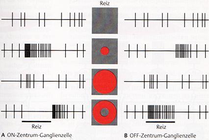 On-Bipolarzellen -Off-Ganglienzellen: Eingang von Off-Bipolarzellen -On-Off-Ganglienzellen: Eingang von