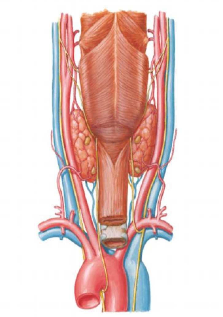 Wichtige Arterien und Venen I (carotideal) A. temporalis sup. A. supratrochlearis A. angularis A. carotis externa A.