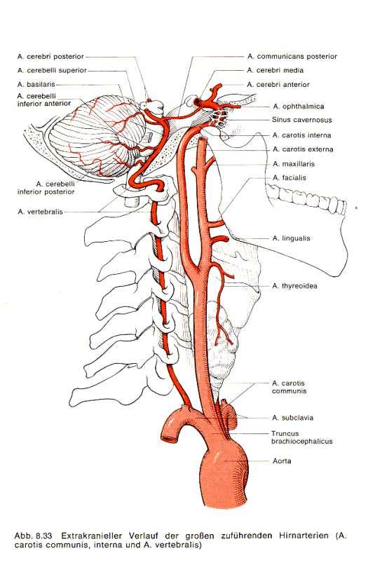Supraaortale Arterien: Normale Anatomie - vorderer Kreislauf A.