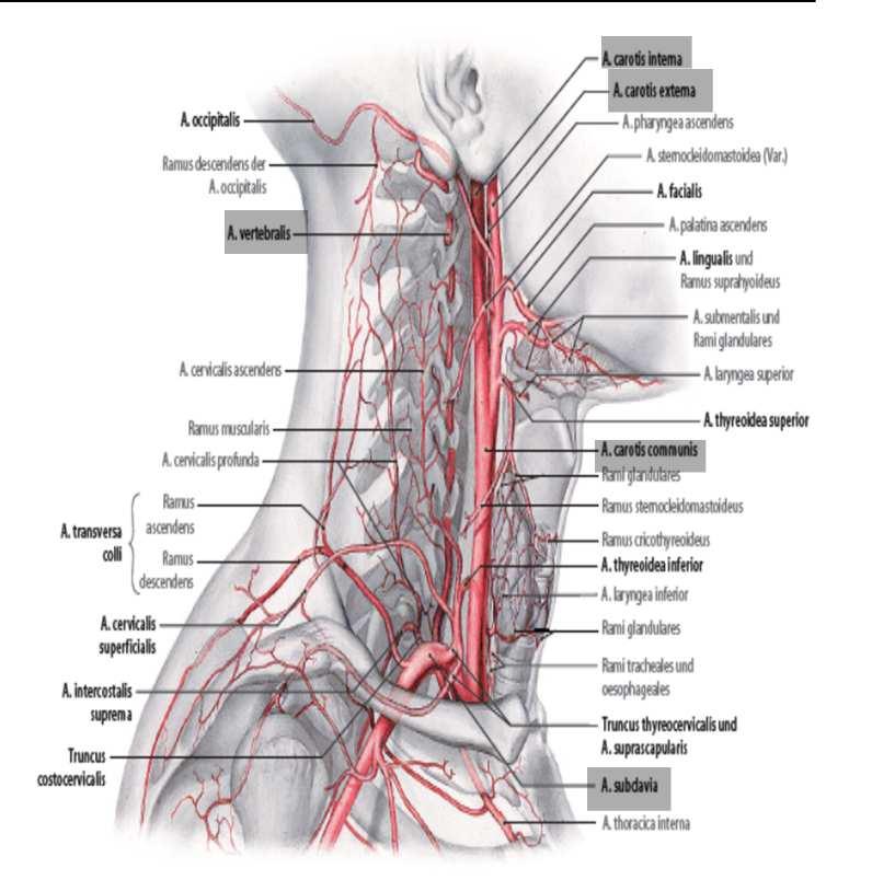 Wichtige Arterien (vertebrobasilär) A.basilaris A.