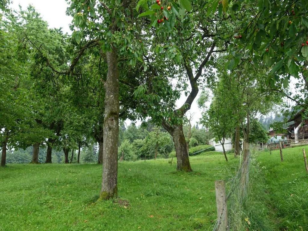 2015 Obstbaumgehölz östlich des Hofes
