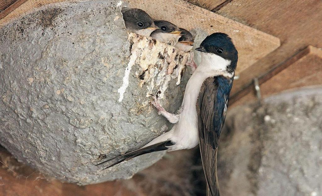Hilfe für die Mehlschwalbe Die Mehlschwalbe lebt in Dörfern und Städten, wo sie ihr Nest aus Lehm an die Aussenfassade von Gebäuden baut.