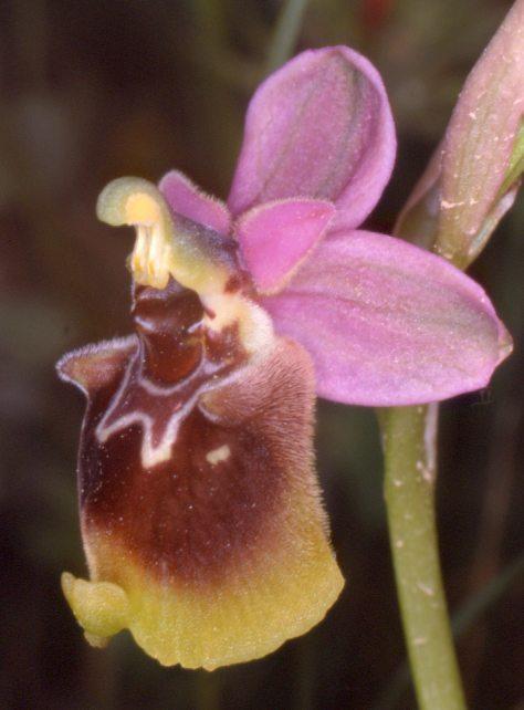 30 Ophrys tenthredinifera x Ophrys apulica und Ophrys tenthredinifera x Ophrys bertolonii Damit kann Robert nun wirklich zufrieden sein. Wer bekommt schon so viel Geburtstagsgeschenke auf einmal?