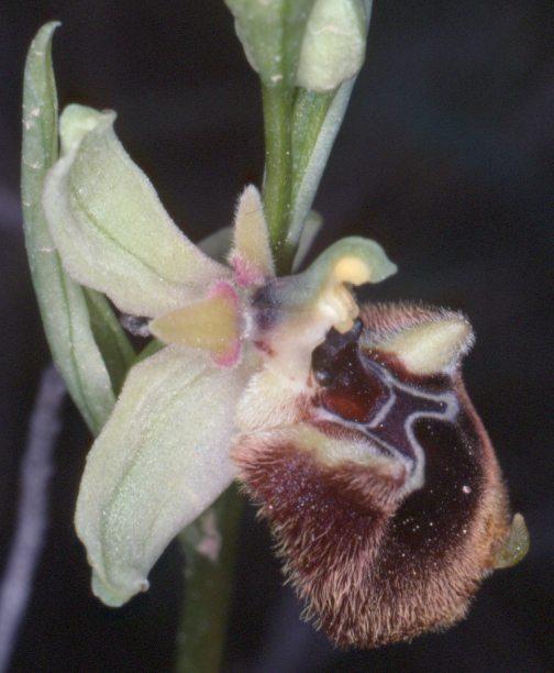 italica (zerstreut, blühend) Ophrys bombyliflora (vereinzelt, blühend-verblühend) Serapias cf.