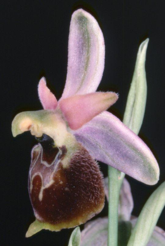 20 Ophrys crabronifera x Ophrys montis-leonis und Ophrys argentaria x Ophrys tenthredinifera kein weiteres, blühendes und damit fotografierbares Exemplar finden.