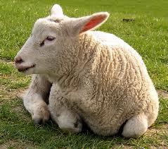 Leber Schafleber Monitoring-Projekt 2009 70 % der untersuchten Schaflebern