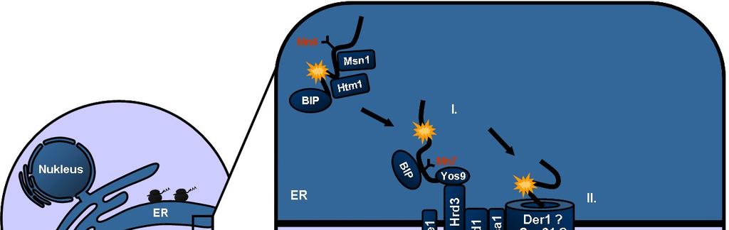 EINLEITUNG Abb. 1-5: Schematische Darstellung zur ER-assoziierten Degradation eines Substrats mit lumenaler Läsion (ERAD-L) in S. cerevisiae.