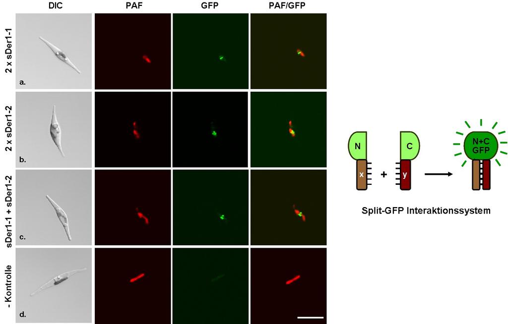 ERGEBNISSE Abb. 2-5: In vivo Analysen zur Oligomerisierung der Proteine sder1-1 und sder1-2 in P. tricornutum.