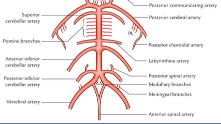 Abbildung 2: Schematische Darstellung der aus den Aa. vertebrales und der A. basilaris abgehenden Gefäßäste, die den Hirnstamm und das Kleinhirn versorgen. Die aus der A.