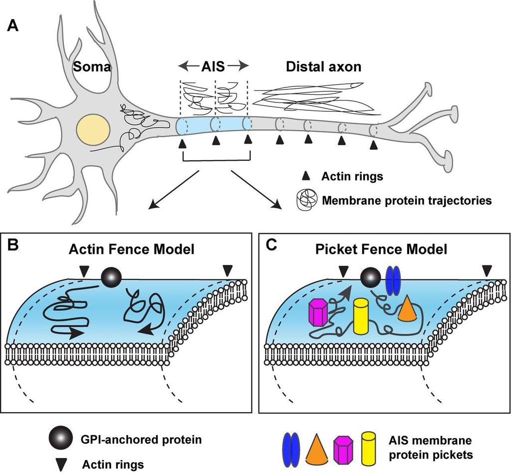 Molekulare Polarität von Nervenzellen Das Axonale Initiale