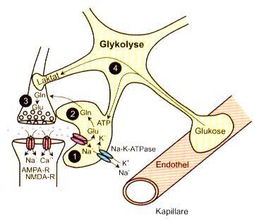 Astrozytäre Neurotransmitteraufnahme über den Glutamat-Glutamin Shuttle (aus: Seifert und
