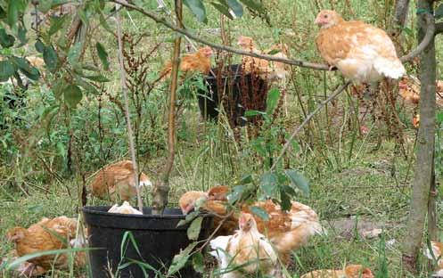 KAGfreiland-Hühnerhalter sind seit vielen Jahren Vorreiter in der Weidehaltung von Legehennen und Mastpoulets.