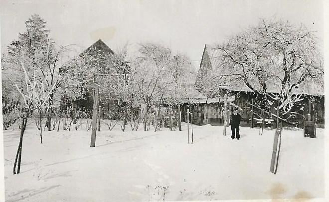 Junger Obstgarten in 1930er Jahren