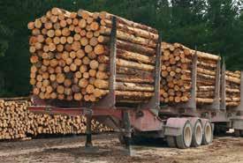 Rundholz: Ausnahmen für 50 t bis November 2018 verlängert Vereinfachte Rahmenbedingungen für Holztransporte werden weitergeführt.