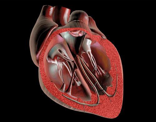Einführung Die Entwicklung des Herzens ist der komplexeste und dynamischte Prozess der Embryonalentwicklung Es beginnt mit der Differenzierung