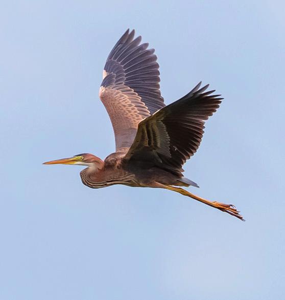 12 Ornithologischer Rundbrief für das Bodenseegebiet Nr. 230 / Oktober 2018 Subkolonien gänzlich auszulöschen, was schliesslich bis auf 2 Nester gelang.