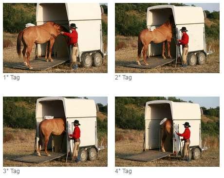 3. Verstärkung durch Komfort und Unbequemlichkeit Im Falle, dass das Pferd zwar in den Hänger geht, dort jedoch nur ein paar Sekunden stehen bleibt und danach gleich wieder raus schießt, können wir