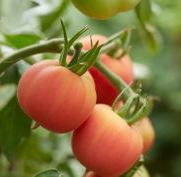 Pfirsichtomate Piennolo Pomodori di Sardegna Präsident Garfield Reisetomate