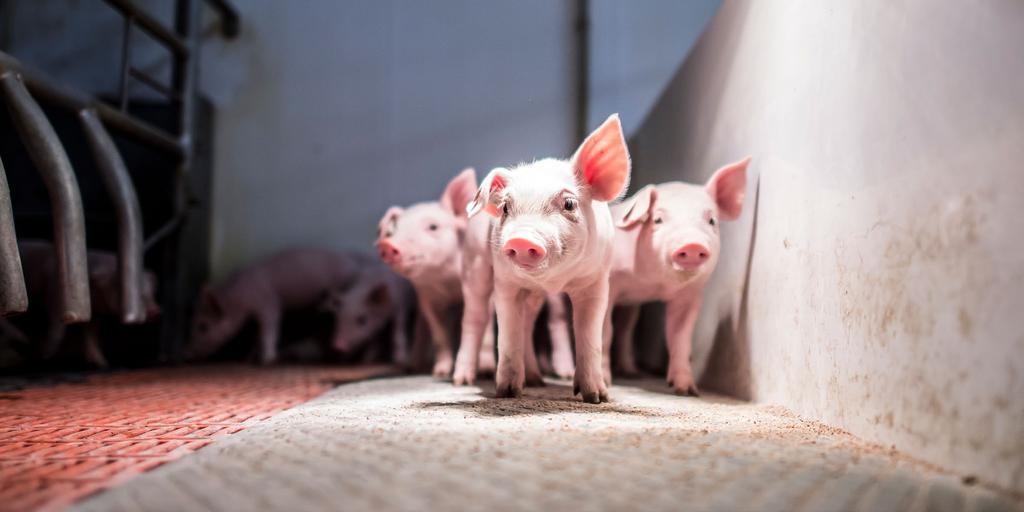 QUALITÄT UM BESSER ZU SEIN UNSERE PLUSPUNKTE: Der Schweinemarkt ist ein hart umkämpfter Markt.