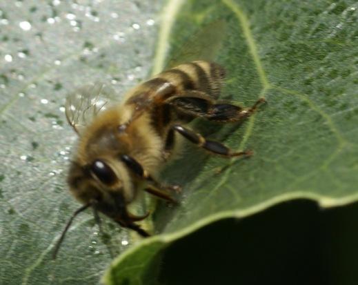 Honigbiene -Gründe für Zucht lokaler Unterarten