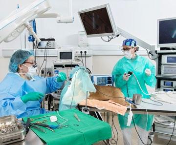 Bewegungsapparat: Gelenkschirurgie (z. B. TPLO, TTA, Patellaluxation), Osteosynthese etc.